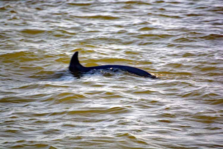 dolphin in water